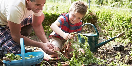 harvesting carrots