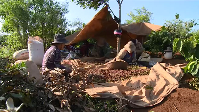 fermieri de cafea din vietnam