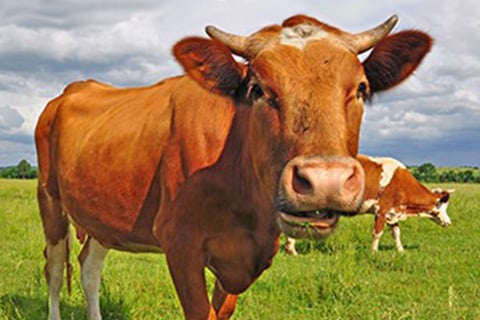 Ce face Nestlé pentru a îmbunătăți bunăstarea animalelor de fermă? 