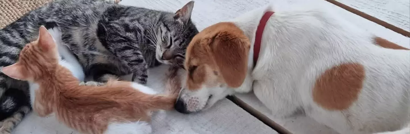 Catel si pisica dormind.