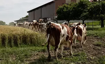 Vaci mergand la ferma