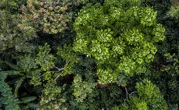 Becoming Forest Positive