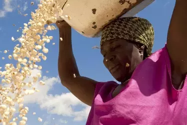 imbunatatirea cerealelor