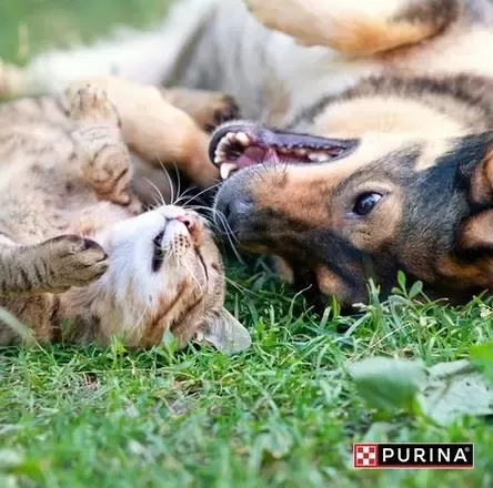 purina nestle animalele fac insolatie