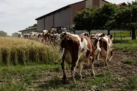 Vaci mergand la ferma