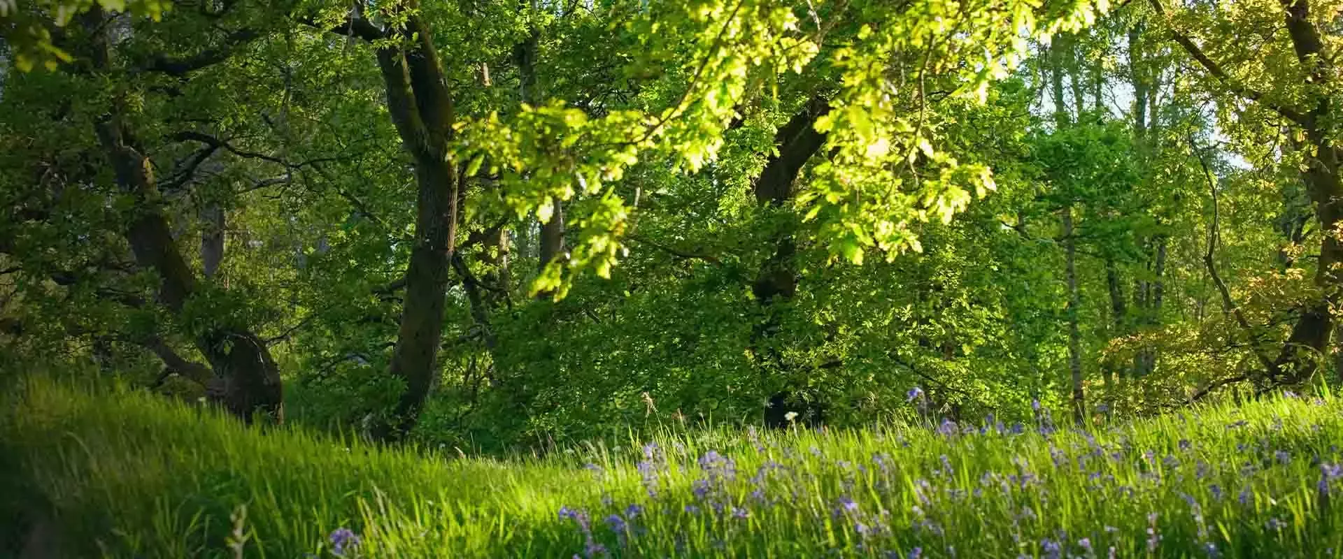 Pajiste impadurita cu flori salbatice