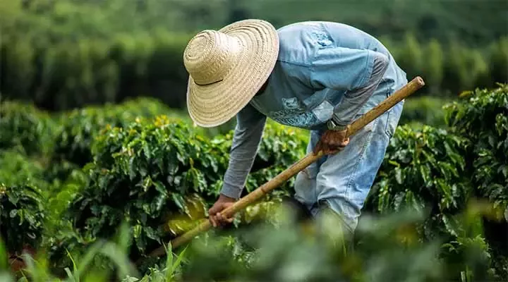 Nestlé se angajează să se aprovizioneze în mod responsabil și să producă durabil ingredientele sale.