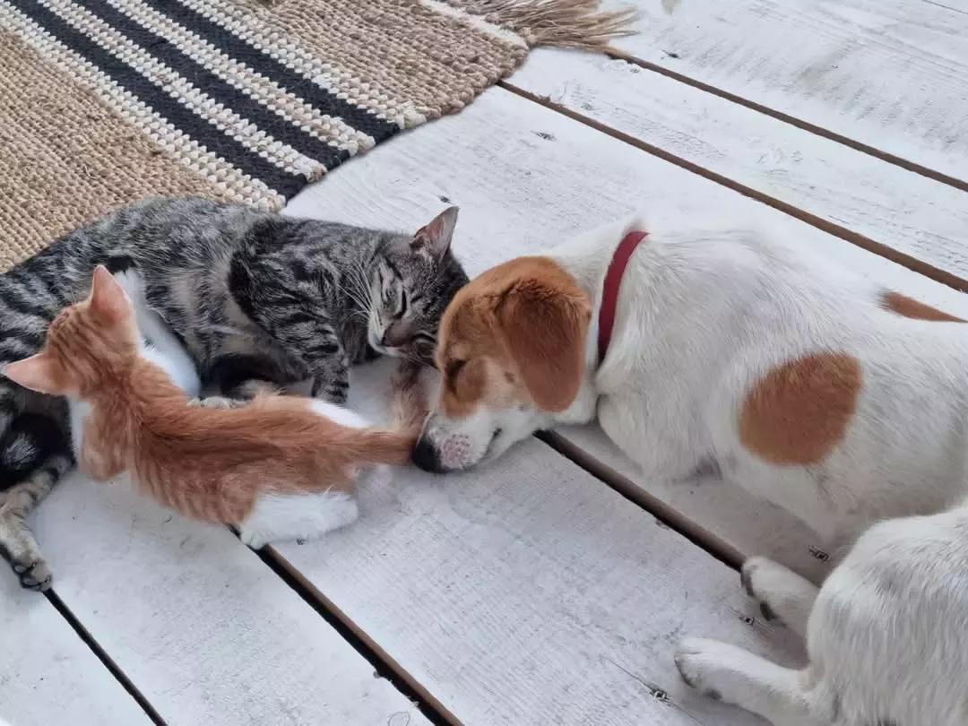 Catel si pisica dormind.