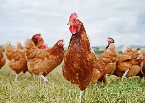 cage free eggs