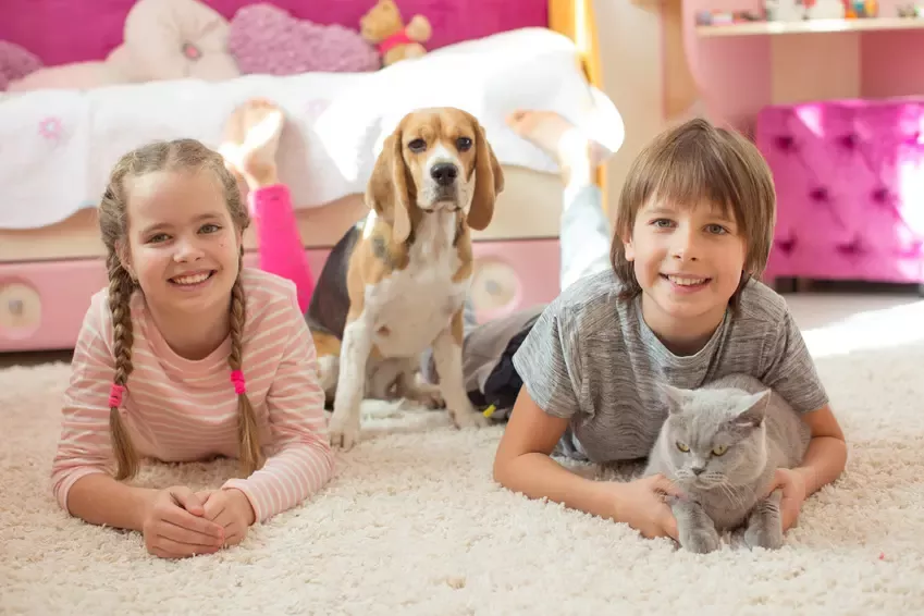 Esti pregatit sa ai un animal de companie?