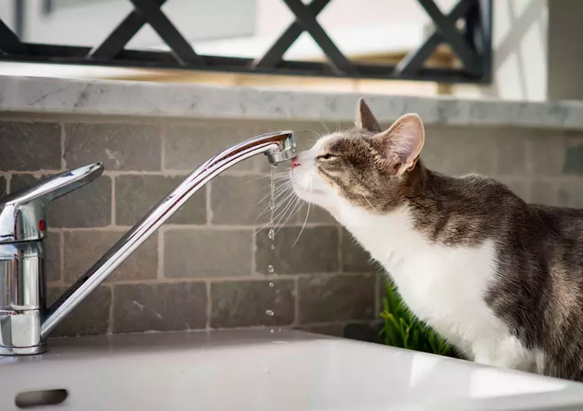 Foto Hidratarea felinelor