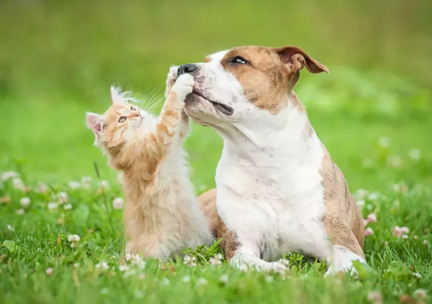 Foto Istoric PURINA