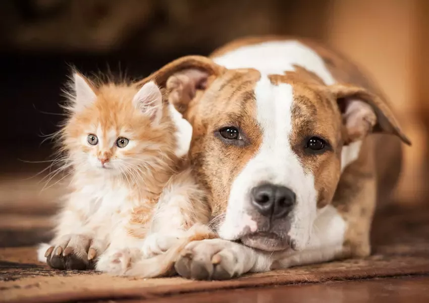 Foto Unul din doi români nu concepe viața fără un animal de companie